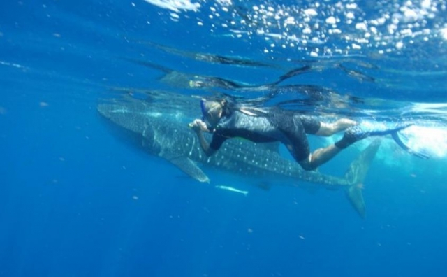 Excursion de snorkel con el tiburon ballena